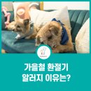 일리그루밍 이미지