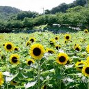 해바라기식품 이미지