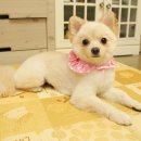 요요펫살롱 이미지