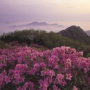 고향의봄길 이미지