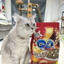 이리장묘 | [고양이사료] 동결건조치킨을 토핑으로! 긴노스푼 고양이사료의 트릿요정들의 실제후기