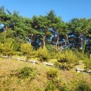 칠갑정비 | 추석(秋夕)이 다가온다 = 조상님 산소 벌초 =&gt; 二五年(乙巳) 9월 넷째 주