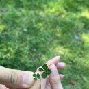 드린겐 애견테마파크 이미지