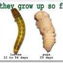 LARVA STAGE Daum카페