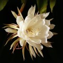 게발선인장[Crab cactus]꽃의 아름다운 자태 이미지