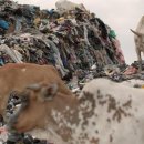 환경 | 한국은 옷 쓰레기 수출 '세계 5위'… 합성섬유든 천연섬유든 민폐다 | 한국일보 이미지