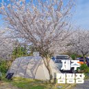 벨리타캠핑장 | 제주도 벚꽃 캠핑의 성지 벨리타캠핑장