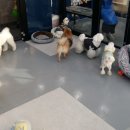 복실애견 이미지