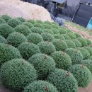 국화농장 이미지