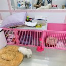 조선생 펫살롱 이미지