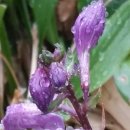 우면산3-10 이미지