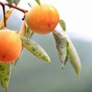 달빛민박 이미지