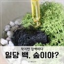 이오난사 스칸디아모스 스톤 디퓨저 이끼 테라리움 선반 꾸미기