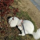 청려원