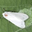 가로수자산관리