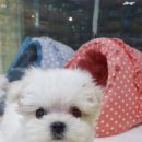 아이펫샵 이미지