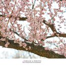 매화공원 이미지