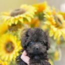 퍼피힐 강아지분양 이미지