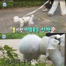 조이펫 | [강아지] 나혼자산다 조이 강아지 하네스 소형견 산책템 추천! 펫베오 5초 하네스 후기