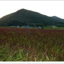 쇠똥구리마을 이미지