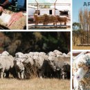 원단양농장 이미지