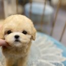 펫블리강아지&미라클고양이 이미지