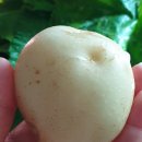 둔포농장 이미지