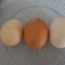 호호 닭 농장 이미지