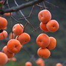 축복의집 네이버블로그