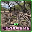 아프리카센타 | 아프리카 이심 유심 모리셔스 이집트 모로코 구매 방법 유심사 esim 추천 후기