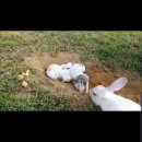 연산동고분군 이미지