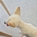 스윗케키