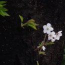 사진반(스마트폰) 이미지