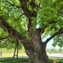 수도산 자연휴양림 이미지