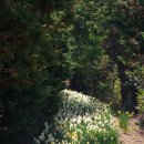[봄여행 추천지/거제] 수선화 꽃물결를 이루는 아름다운 비밀의화원. 공곶이 이미지