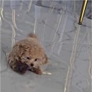 아이러브독 강아지분양 부천점 이미지