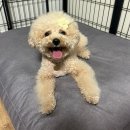 블링펫 | 강아지쿠션추천) 펫블링쿠션, 애견방석, 애견쿠션...방수쿠션 내돈내산 사용후기, 재구매, 치와와방석