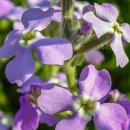 비단향꽃무 이미지