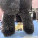 아미고 펫살롱 이미지