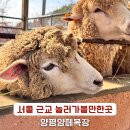 더불어 목장 | 서울 근교 놀러가볼만한곳 양평 양떼목장 아이와 주말 나들이