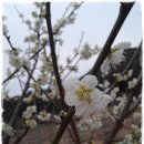 (주)아리숲 Daum카페