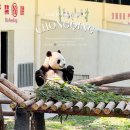 충칭동물원 판다 후기｜입장료·가는법·고덕지도