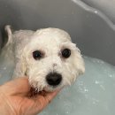 부티뽀샤 이미지