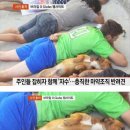 멍뭉이 이미지