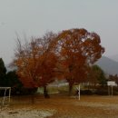 삼기초등학교 이미지