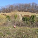 이경희 선생 묘 이미지