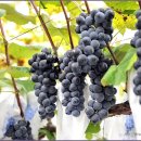 성복농장 이미지