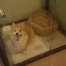 베콩스 이미지