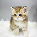 야옹아 멍멍해봐 강아지고양이 평택점 이미지