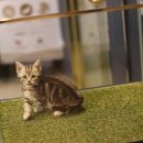 도그마루 강아지고양이 평택점 이미지